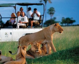 safari travel